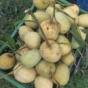 গৌড়মতি আম ২২ কেজি