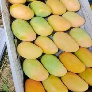 ব্যানানা ম্যাংগো ২২ কেজি